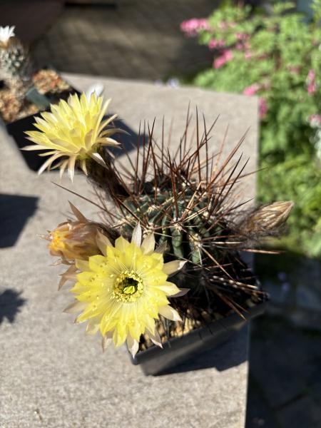Lobivia lateritia v citriflora